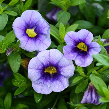 Calibrachoa, Eyeconic™ 'Purple'