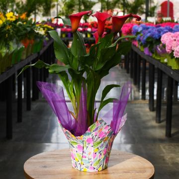Zantedeschia, Calla Lily 'Pink'