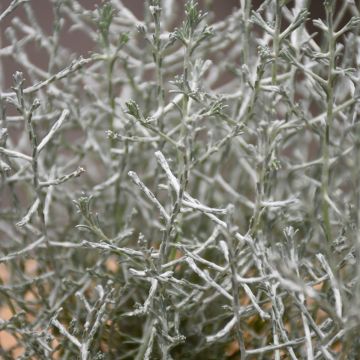Calocephalus, Silver Bush