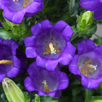Campanula 'Champion'