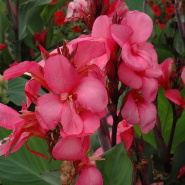 Canna Lily, Cannova® 'Rose'