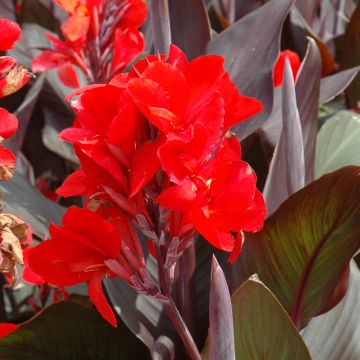 Canna Lily, Cannova® 'Scarlet'