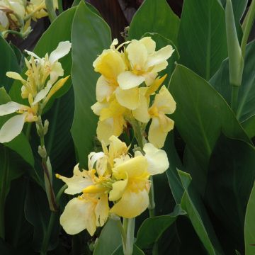 Canna Lily, Cannova® 'Yellow'