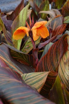 Canna Lily, 'Tropicanna'