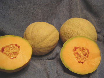 Cucumis, Cantaloupe 'Rockstar'