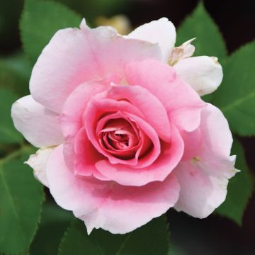 Rosa, Shrub Rose 'Carefree Wonder™'