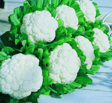 Brassica, Cauliflower 'Snow Crown'
