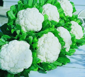 Cauliflower, 'Snow Crown'