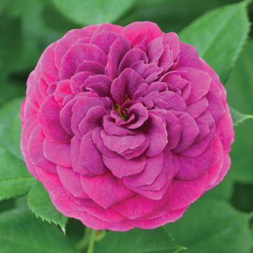 Rosa, Floribunda Rose 'Celestial Night™'