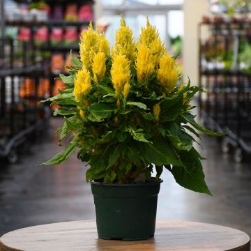 Celosia Assortment