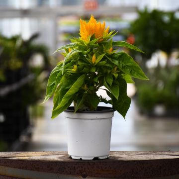 Celosia, Flamma 'Golden'