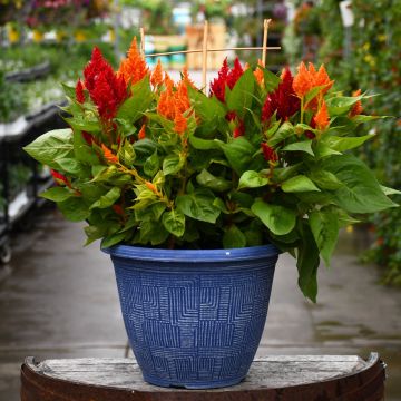 Celosia 'Summer' Patio Planter