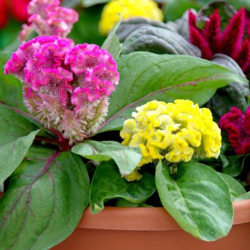 Celosia, Brainiac Mix