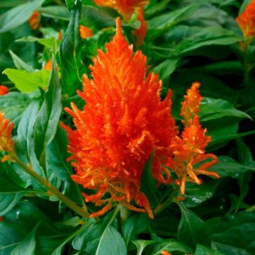 Celosia, Flamma 'Orange'