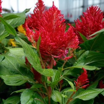 Celosia, Flamma 'Red'