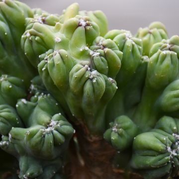 Cereus Forbesii 'Monstrose'