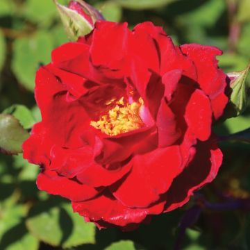 Rosa, Shrub Rose 'Champlain'