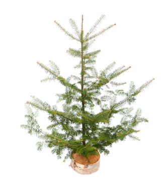 Table Top Tree 'Charlie Brown'
