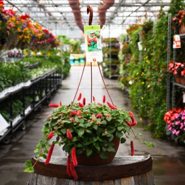 Acalypha, Chenille 'Firetail' Hanging Basket
