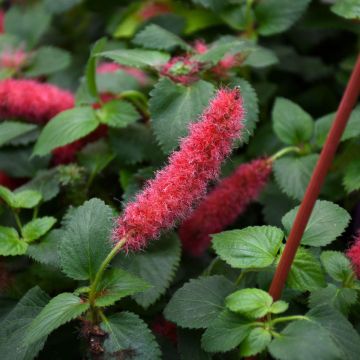 Acalypha, Chenille 'Firetail'