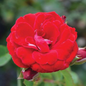 Rosa, Shrub Rose 'Cherry Frost™'