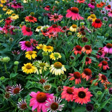 Echinacea, Coneflower 'Cheyenne Spirit'