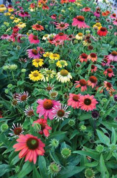 Echinacea, Coneflower 'Cheyenne Spirit'