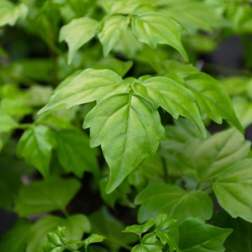 Radermachera Sinica 'China Doll'