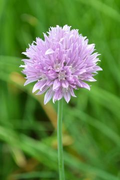 Allium, Common Chives