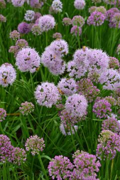 Allium, Ornamental Onion 'Millenium'