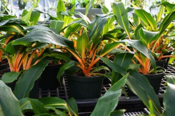 Chlorophytum, Fire Flash