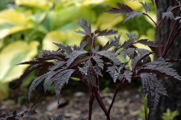 Cimicifuga, Snakeroot 'Chocoholic'