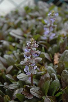 Ajuga, Bugleweed 'Chocolate Chip'