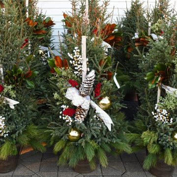 'Christmas Spirit' Spruce Tip Container with White & Gold Accents