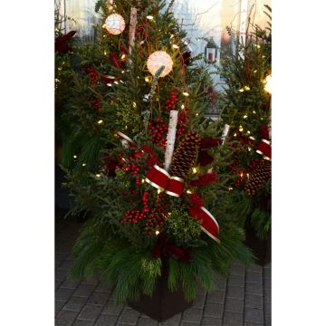 'Christmas Spirit' Spruce Tip Container with Lights