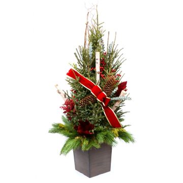 'Christmas Spirit' Spruce Tip Container