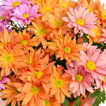 Chrysanthemum, Pot Mums Easter Mix