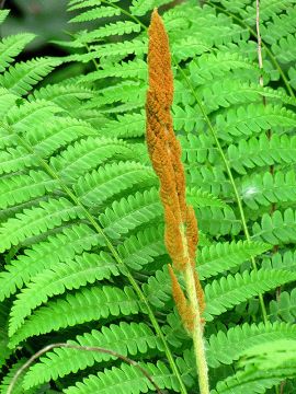 Osmundastrum, Cinnamon Fern