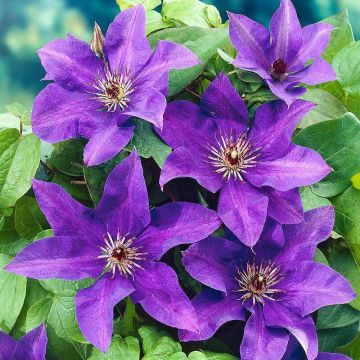 Clematis, 'The President'