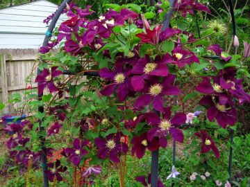 Clematis, 'Warsaw Nike'