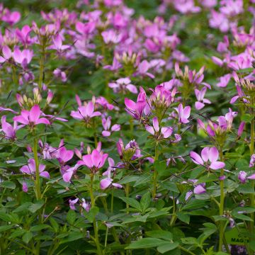 Cleome (Spider Flower), Clio™ 'Magenta'