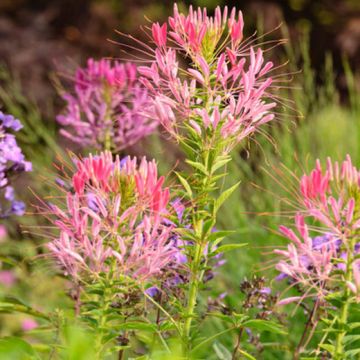 Cleome, 'Pink Queen' (Spider Flower)