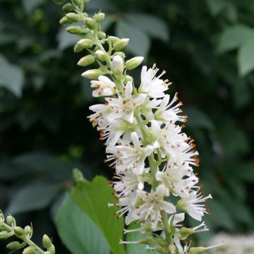 Clethera, Summersweet 'Sugartina® Crystalina'