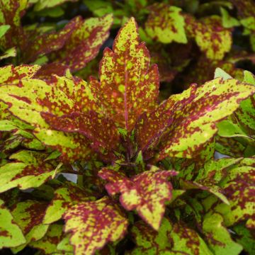 Coleus, Down Town™ 'Greenville'