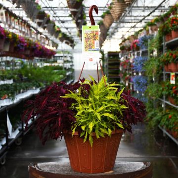 Coleus, FlameThrower™ Hanging Basket