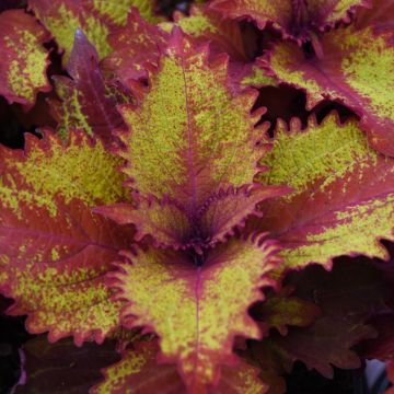 Coleus, ChargedUp™ 'Henna'