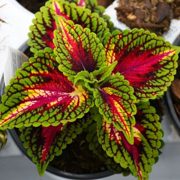 Coleus, Main Street 'La Rambla' 