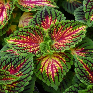 Coleus, Main Street 'La Rambla' 