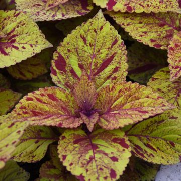 Coleus, ChargedUp™ 'Marble Mania'