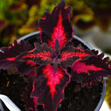 Coleus, TerraScape™ Pink Ribbons